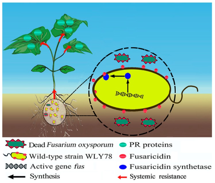 Figure 7