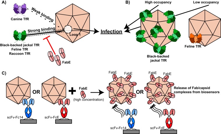 FIG 8