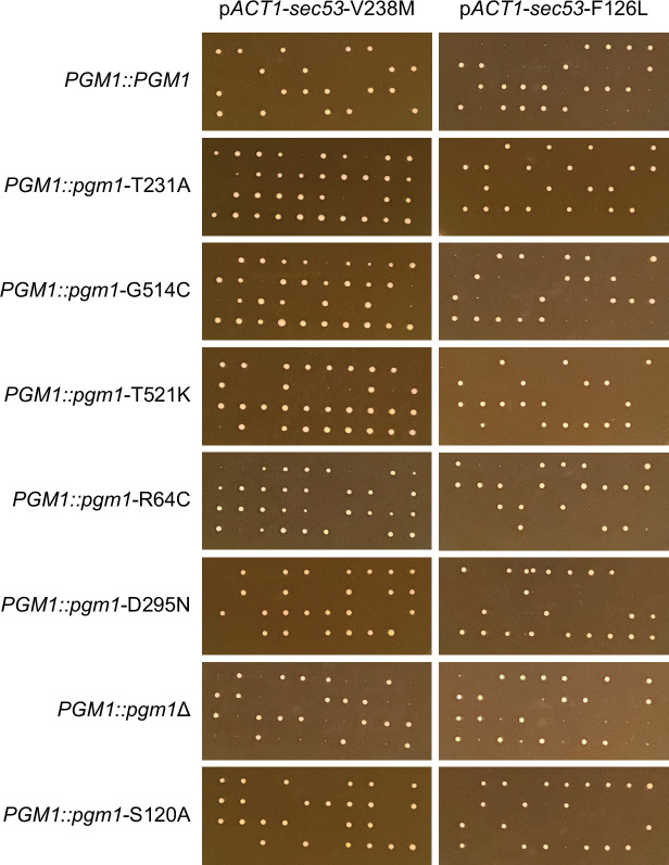 Figure 4—figure supplement 2.