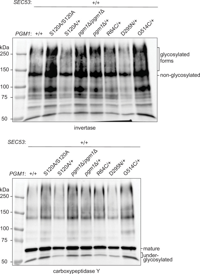 Figure 3—figure supplement 5.