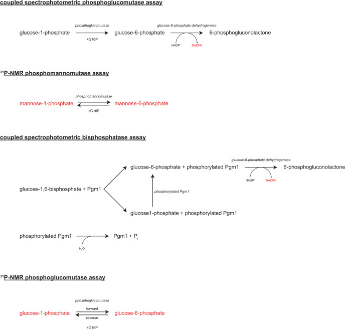 Figure 5—figure supplement 1.