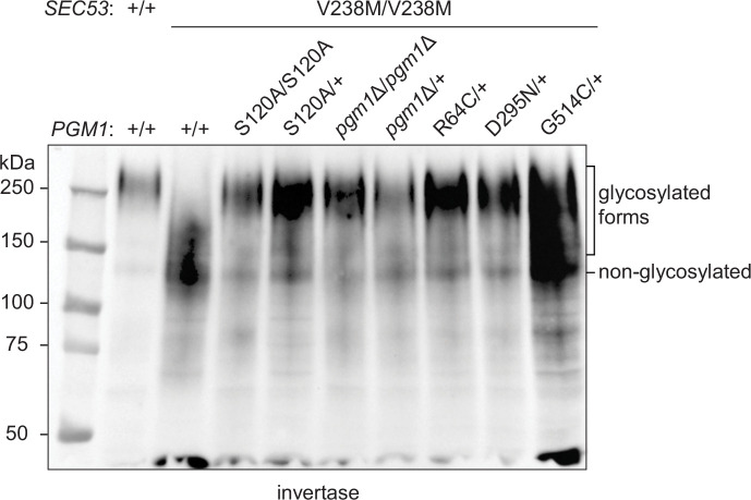 Figure 3—figure supplement 4.