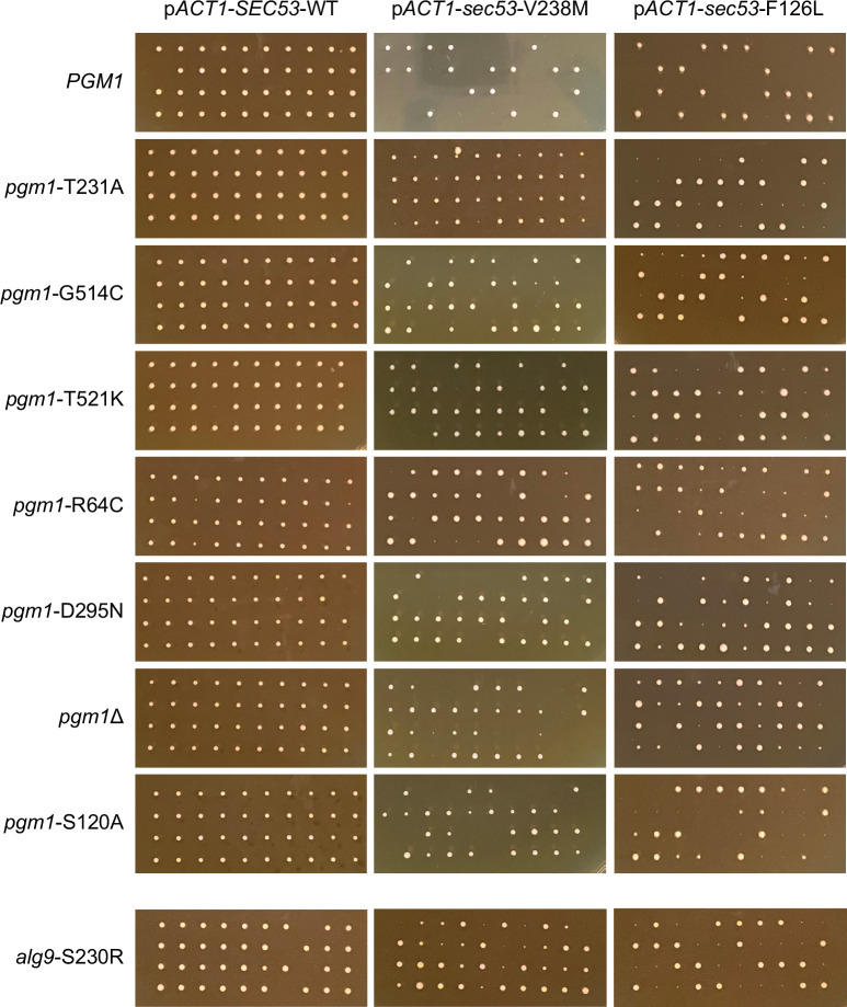 Figure 4—figure supplement 1.