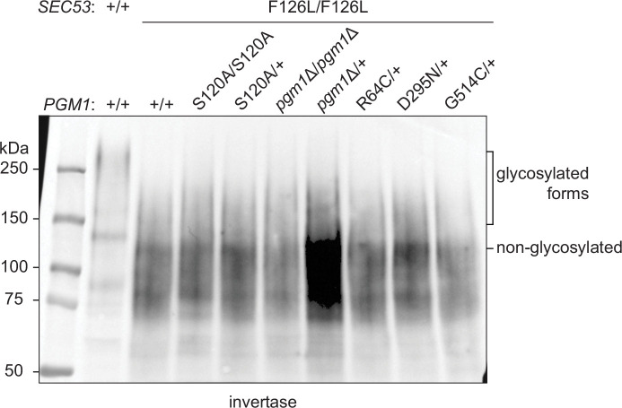 Figure 3—figure supplement 6.