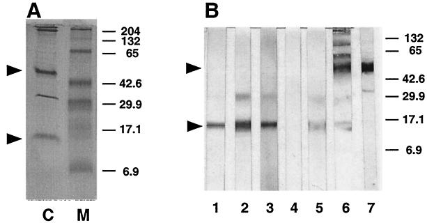 FIG. 6