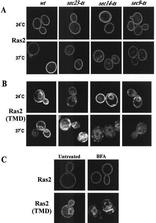 FIG. 2.