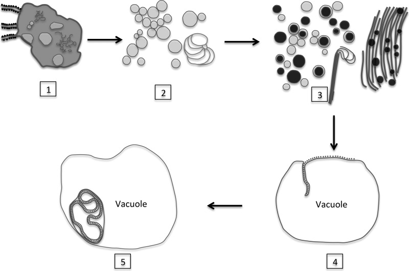 FIG 10