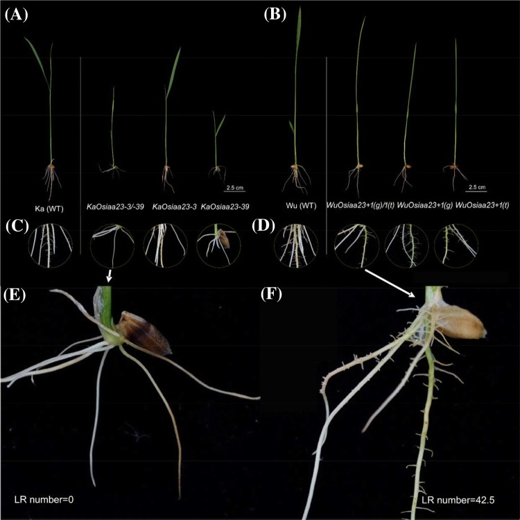 Fig. 3