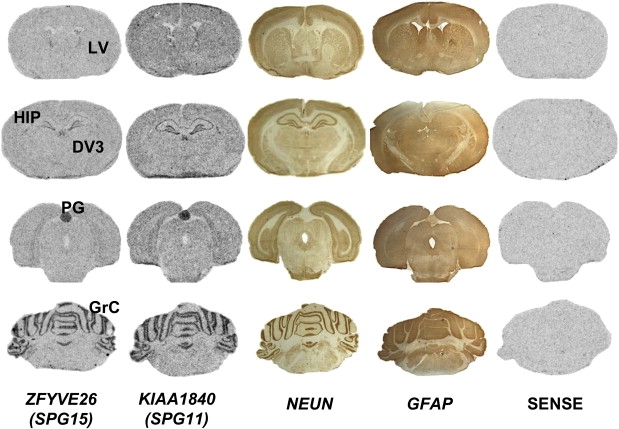 Figure 3