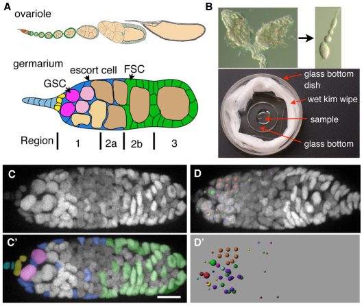 Fig. 1.