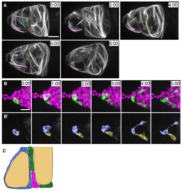 Fig. 6.