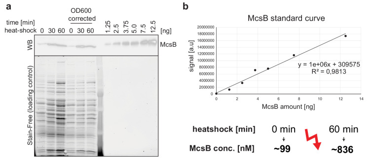 Figure 5—figure supplement 1.