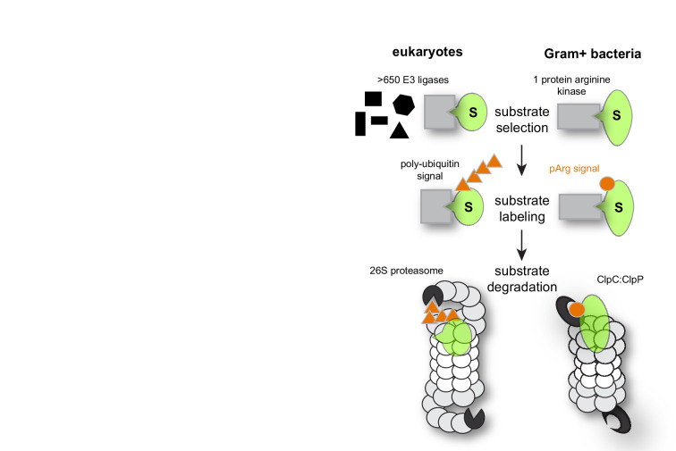 Figure 1—figure supplement 1.