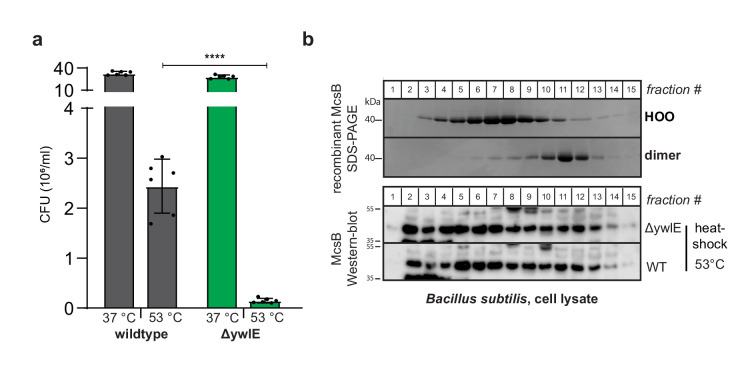 Figure 6—figure supplement 2.