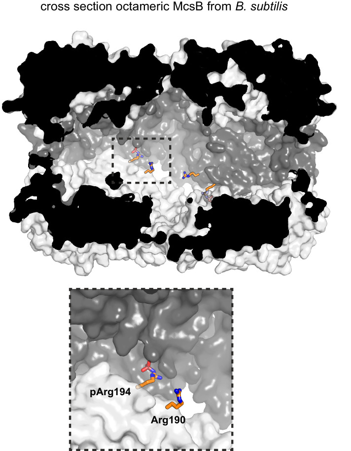 Figure 3—figure supplement 1.