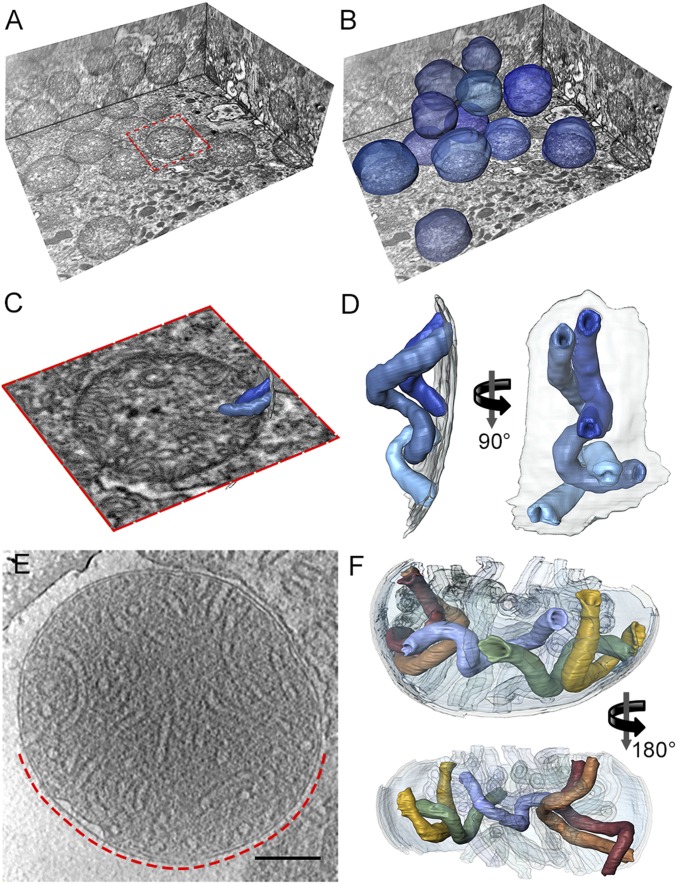 Fig. 4.