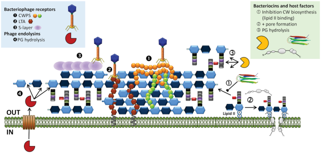 Figure 3.