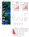 Centrosome loss and spindle monopolarization in haploid larvae