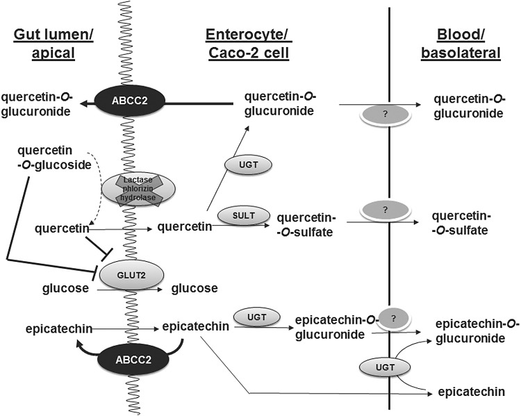 FIG. 1.