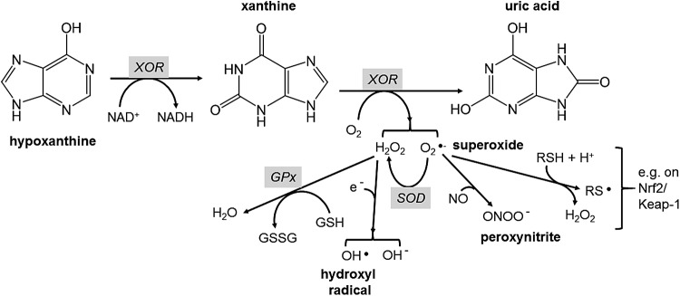 FIG. 5.