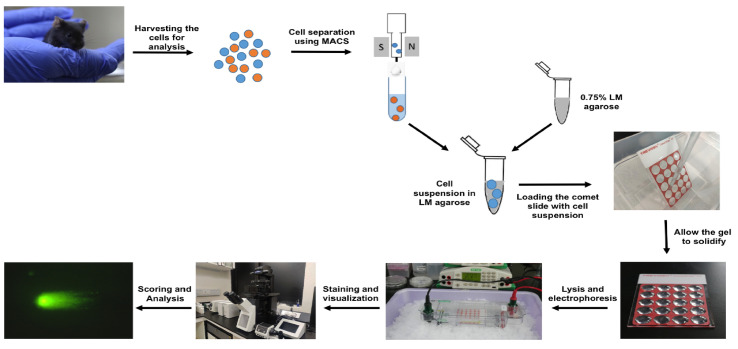 graphic file with name BioProtoc-11-16-4130-ga001.jpg