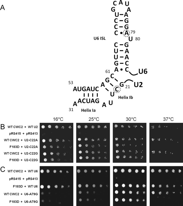 Figure 2.