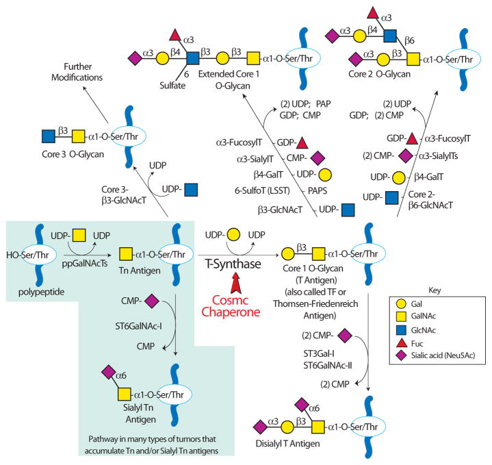 The Cosmc connection to the Tn antigen in cancer - PMC