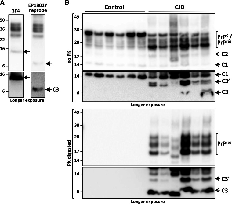 Fig. 6