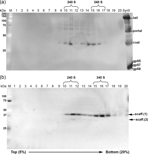 FIG. 5.