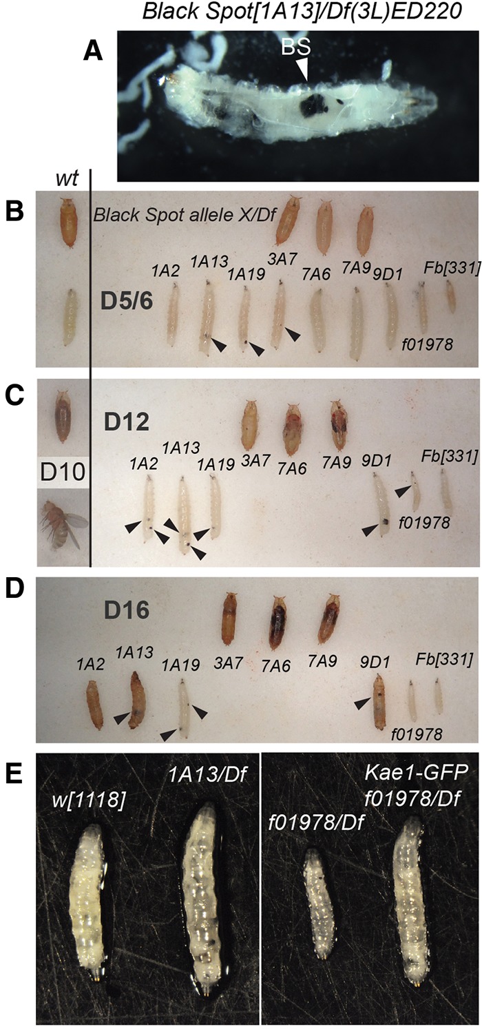 FIGURE 1.