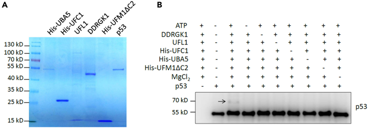 Figure 2