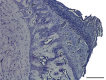 Figure 9.