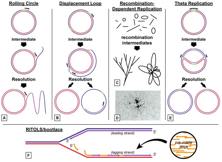 Plant Organelle Genome Replication - PMC