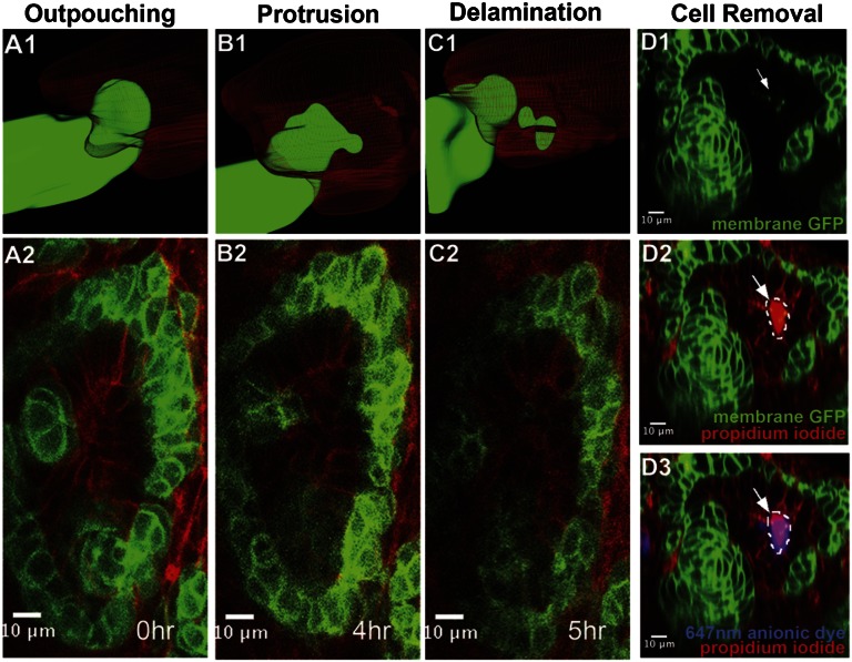 Figure 4.