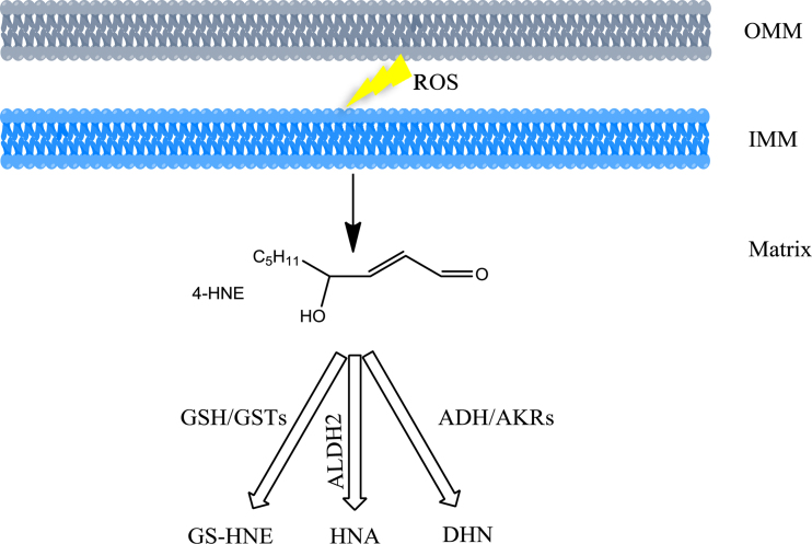 Fig. 2