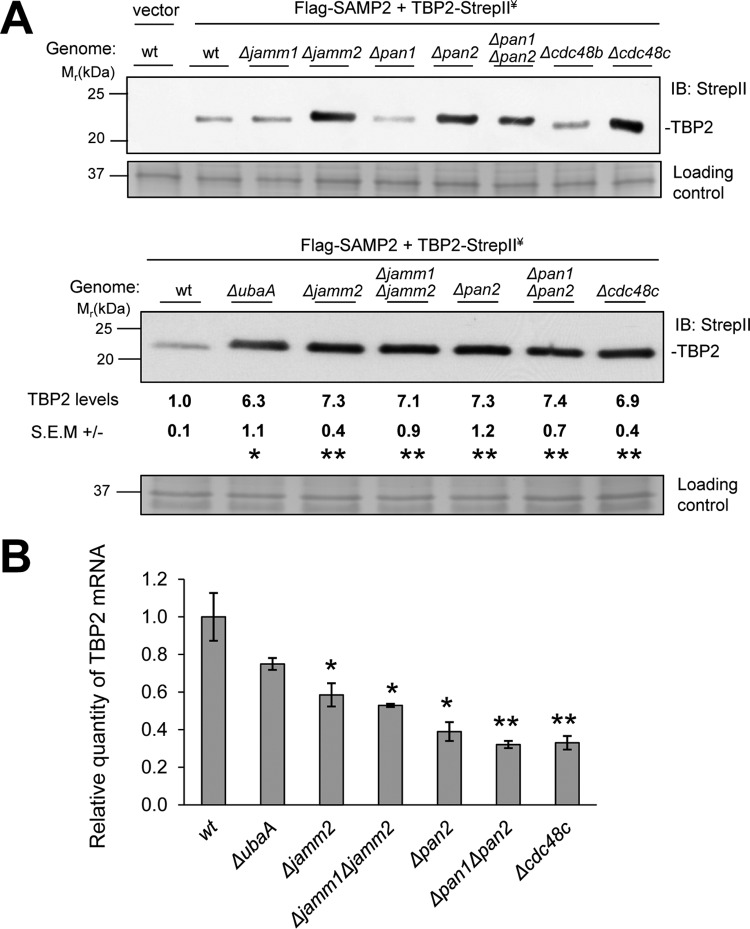 FIG 1 