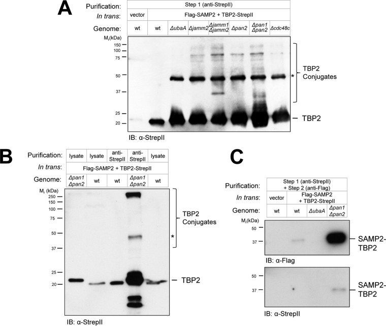 FIG 4 