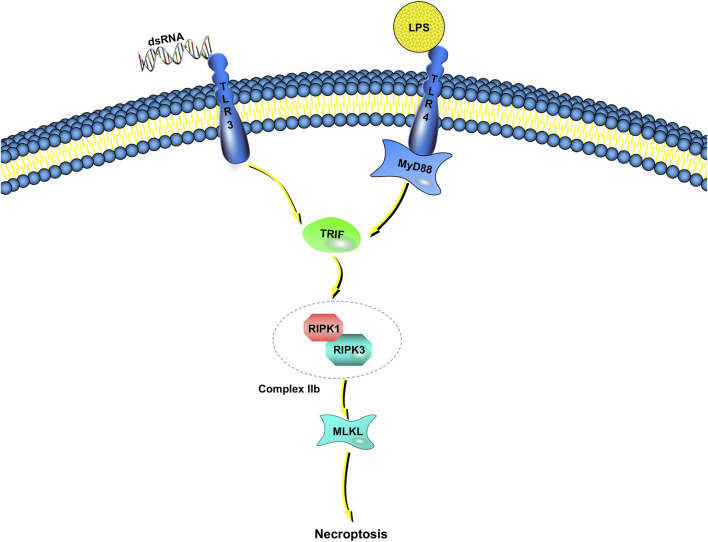 FIGURE 2