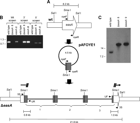 FIG. 2.