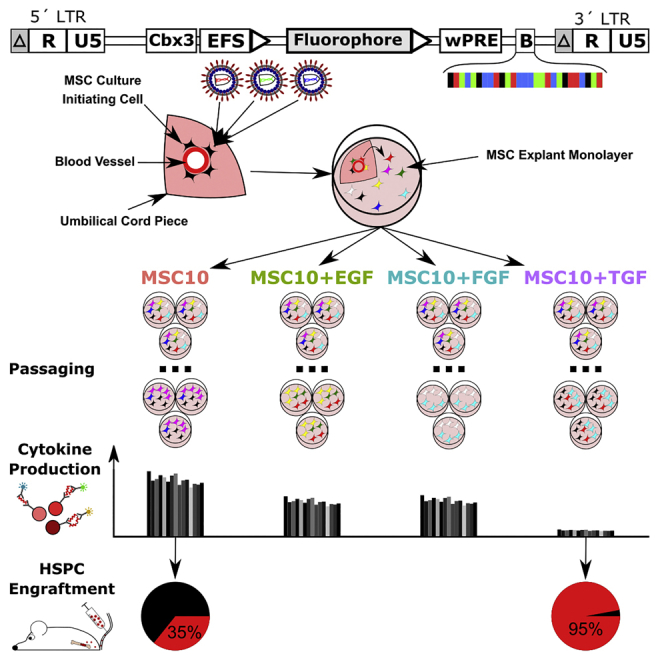 Cytokine Selection of MSC Clones with Different Functionality - PMC