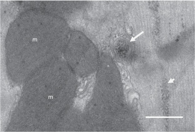 Fig. 5.