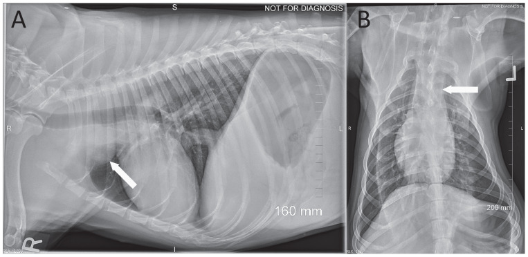 Radiographic Imaging Of Thoracic Lymph Nodes In The Dog - Pmc