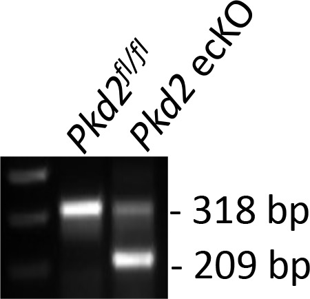 Figure 1—figure supplement 1.