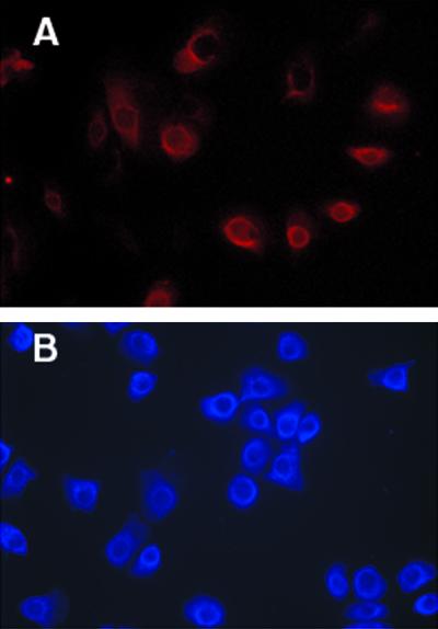 FIG. 1