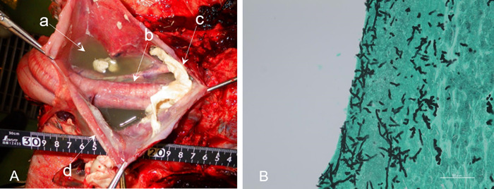 Fig. 2.