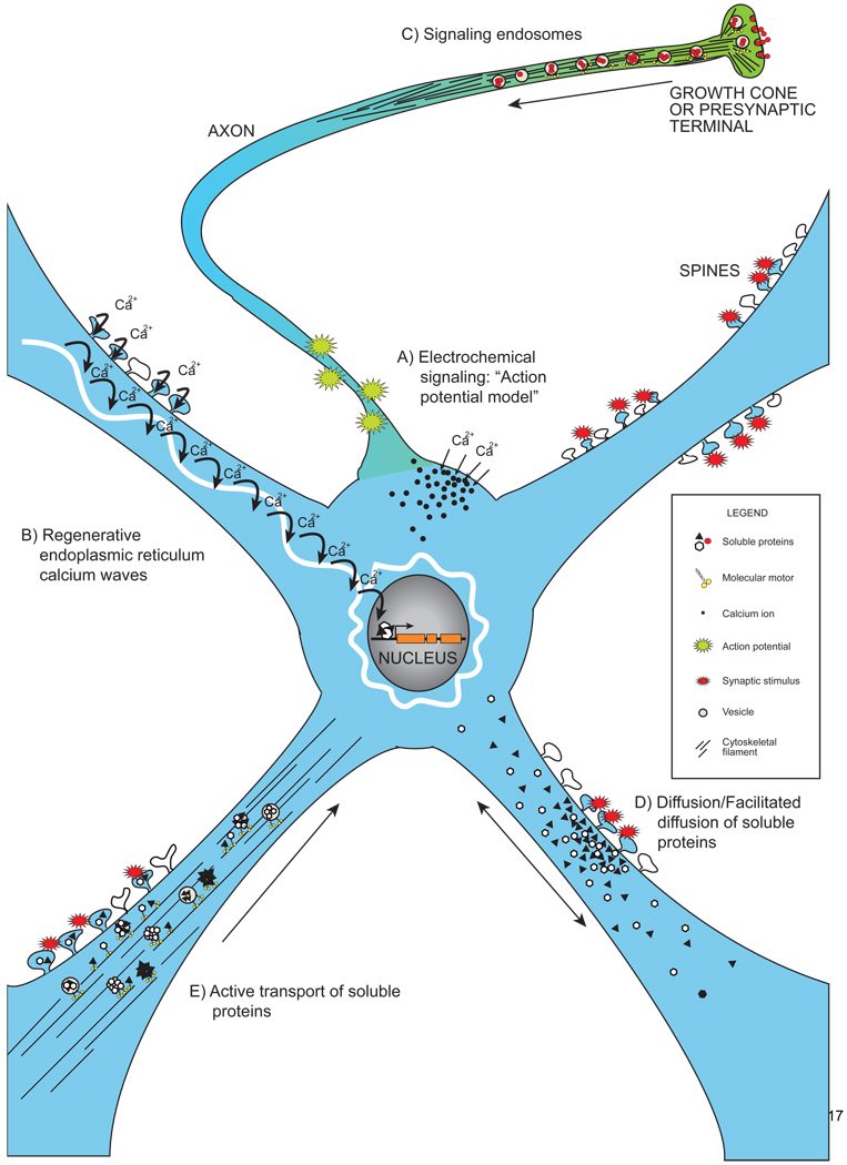 The different mechanisms of synapse to nucleus signaling