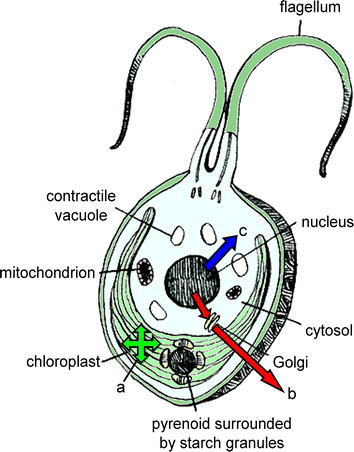 Fig. 1