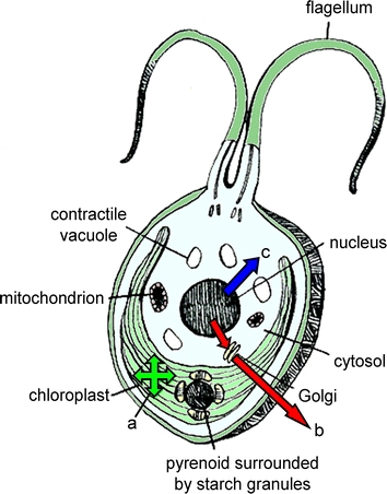 Fig. 1