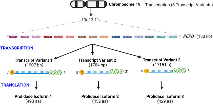 FIGURE 2