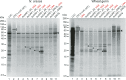 FIG 3